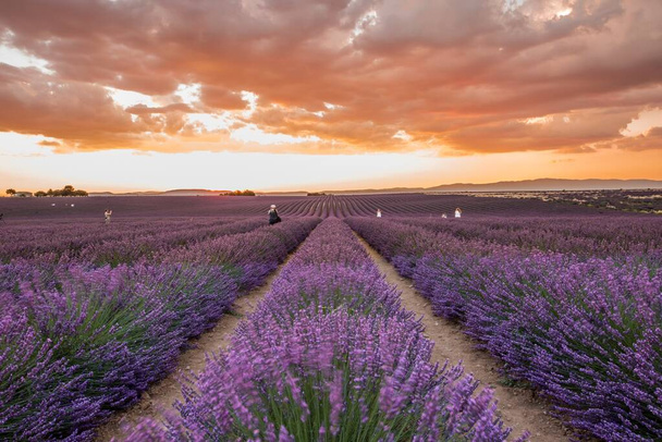 Horizontal shot of a field of beautiful purple English lavender flowers under colorful cloudy sky - Photo, Image