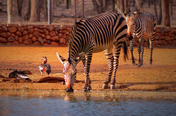 野生のアフリカ動物。ナミビア国立公園の散水穴の近くに2頭のゼブラス. - 写真・画像