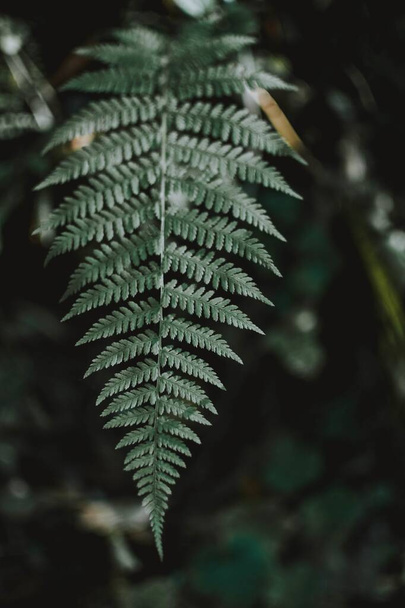 Vertical selective focus shot of an exotic green leaf in a tropical mysterious jungle - Photo, Image
