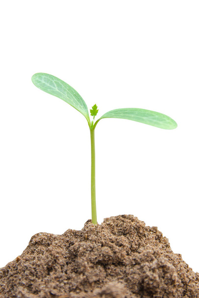 Brote verde en crecimiento, planta joven de suelo aislado en ba blanca
 - Foto, Imagen