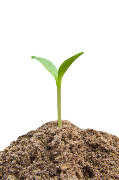 Brote verde en crecimiento, planta joven de suelo aislado en ba blanca
 - Foto, Imagen