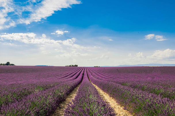 horizontale Aufnahme eines Feldes mit schönen lila englischen Lavendelblüten unter buntem bewölkten Himmel - Foto, Bild