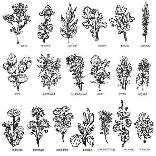 Set of forest and field medicinal herbs and greenery hand drawn in ink. Chamomile, shepherd's purse, thyme, oregano, cilantro, parsley. - Vektor, obrázek