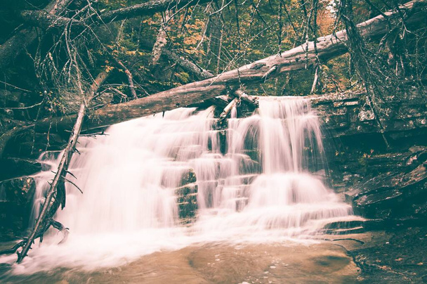 Torrential waterfall under a fallen tree in a mysterious dark forest - Foto, Bild