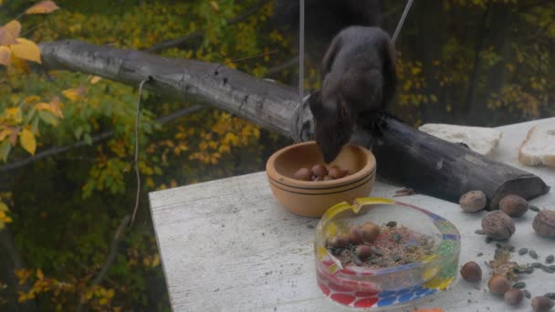 Eekhoorn verzamelen noten voor de winter (Sciurus vulgaris) -Schieten uit raam glas  - Video