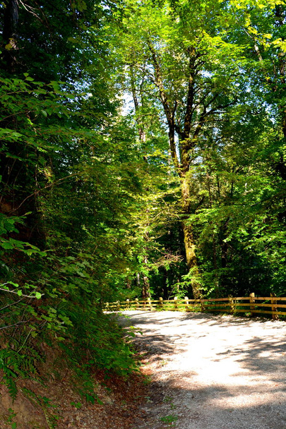 Пояна Брасов. Типовий пейзаж у лісах Трансільванії, Румунія. Зелений пейзаж в середині літа, в сонячний день - Фото, зображення
