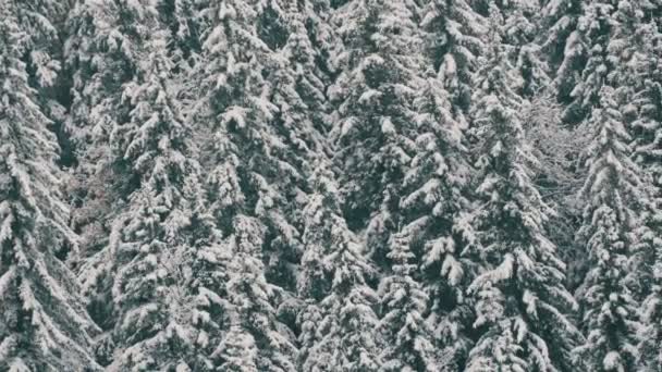 Tapas de pino cubiertas de nieve. Montañas de los Cárpatos en octubre, primera nieve en las tierras altas
 - Imágenes, Vídeo