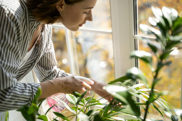Concentrated young pretty housewife watering house plants - Fotoğraf, Görsel