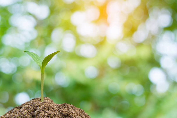 Выращивание зелени, молодое растение из почвы с солнечным светом и Gr
 - Фото, изображение