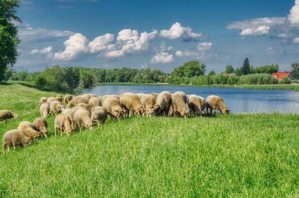 Herde weißer Schafe, die an einem sonnigen Tag auf dem Gras neben dem Fluss grasen, am Himmel Wolken in Form weißer Lämmer - Foto, Bild