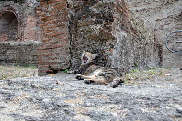 Bacoli, Nápoles. 20 de agosto de 2019. Um gato acorda confortavelmente deitado entre as ruínas romanas. - Foto, Imagem