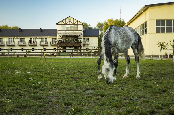 USA Amerikan maaseudun puolella maaseudun rancho tilaa piha niitty, jossa hevonen syö ruohoa
 - Valokuva, kuva