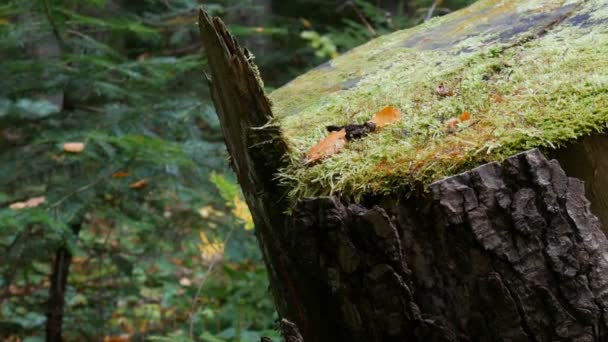 Az erdőben áll egy nagy, öreg fatönk, amelyen már zöld moha képződött. Fűrészelve a múlt fáján - Felvétel, videó