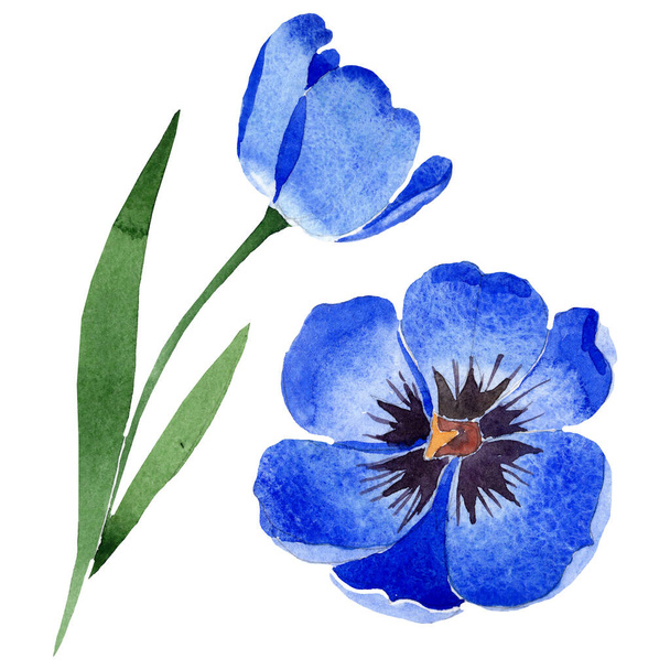 Niebieski tulipan kwiatowy kwiatów botanicznych. Akwarela zestaw ilustracji tła. Tulipanów izolowany element ilustracji. - Zdjęcie, obraz