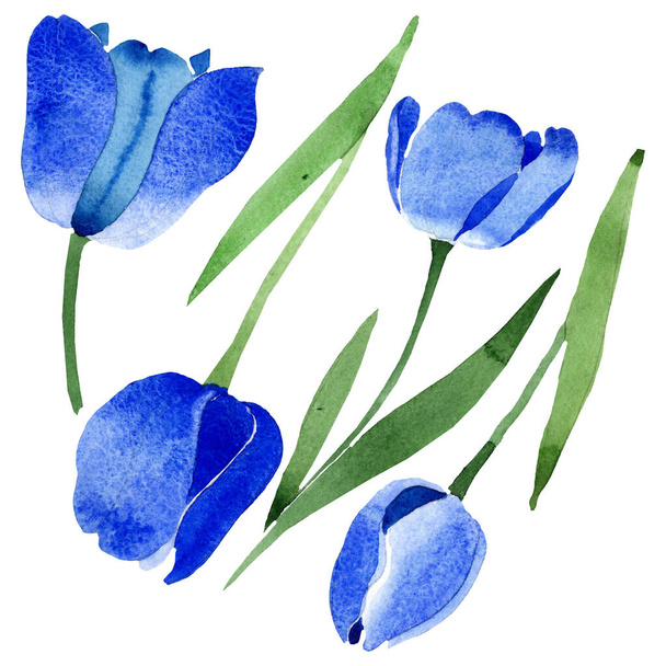 Γαλάζια τουλίπα λουλουδιών βοτανικής. Σύνολο εικονογράφησης φόντου. Μεμονωμένο στοιχείο απεικόνισης τουλίπες. - Φωτογραφία, εικόνα