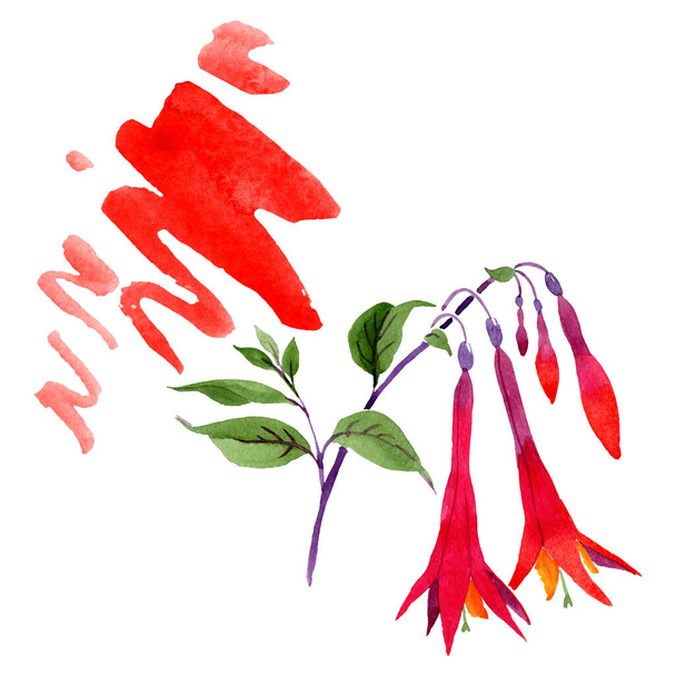 Kırmızı fuşya çiçek botanik çiçekleri. Suluboya arka plan seti. İzole fuşya illüstrasyon elemanı. - Fotoğraf, Görsel