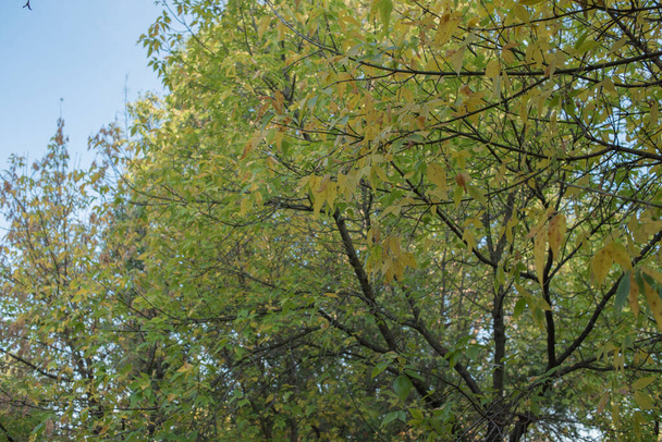Зеленые листья в солнечный день ранней осенью. Зеленые листья на фоне неба, тема Autumn
. - Фото, изображение