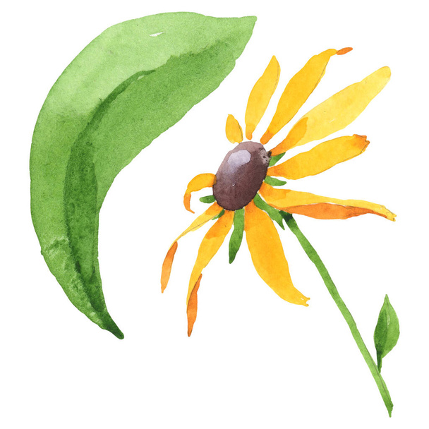 ルドケビアヒルタの花植物の花。水彩の背景を設定します。隔離されたルドケビアイラスト要素. - 写真・画像