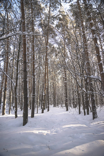 Красивый снежный сосновый лес в солнечный день. Вертикальная картинка
 - Фото, изображение
