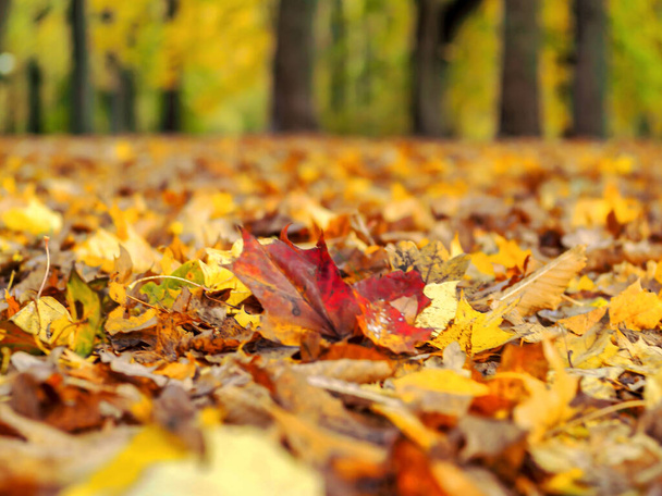 jesienny krajobraz z drogą - Zdjęcie, obraz