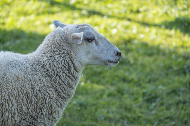 一頭の羊の放牧場の閉鎖 - 写真・画像