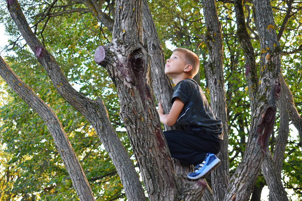 A boy climbs trees. Weekend with children in nature. - Fotoğraf, Görsel