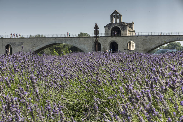 Levendula mező és a háttérben egy történelmi híd Avigno-ban - Fotó, kép