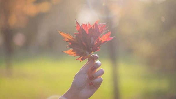 Hermosa mano femenina sosteniendo ramo de hojas de otoño de color naranja rojo. Fondo borroso, suave luz nocturna. Formato panorámico 16: 9
. - Foto, imagen