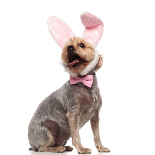 ピンクの弓とウサギの耳を身に着けて興奮したヨークシャーのテリア - 写真・画像