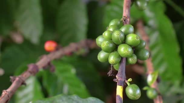 Fresco sfondo bacche di caffè rosso. bacche di caffè arabica in piantagione di caffè biologico. - Filmati, video