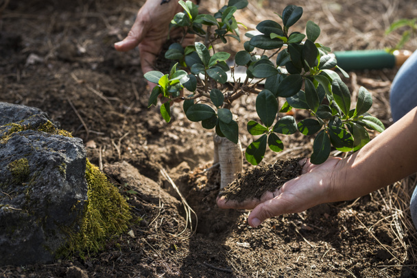 close up of hands planting small plant or tree in land  - Foto, afbeelding