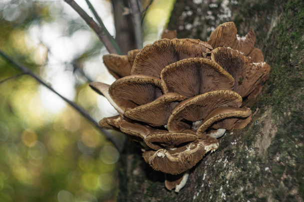 Taburete de setas de hongo de árbol con fondo borroso
 - Foto, imagen