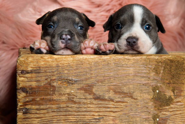 Charmante Amerikaanse pestkop puppies kijken vooruit tijdens het zitten - Foto, afbeelding
