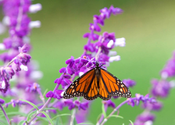 Nahaufnahme eines Monarchfalters, der Nektar aus lila mexikanischen Salbeiblüten trinkt, flache Schärfentiefe. - Foto, Bild