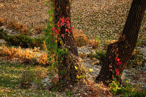 Червоне листя дикого винограду на корі дерева
. - Фото, зображення
