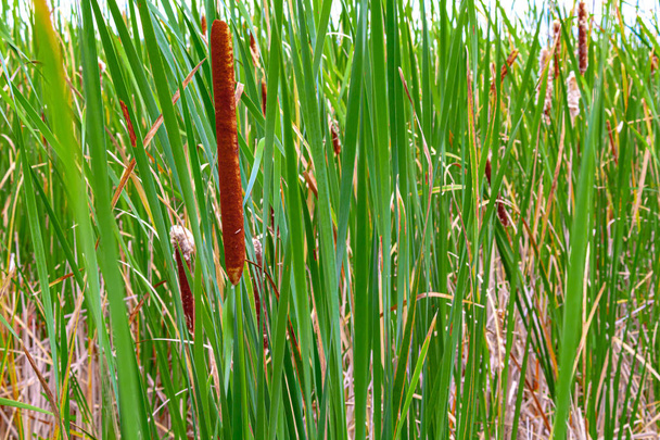 Tall Reeds and Cattails - Photo, Image