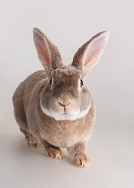 Ritratto di un simpatico coniglio domestico
 - Foto, immagini