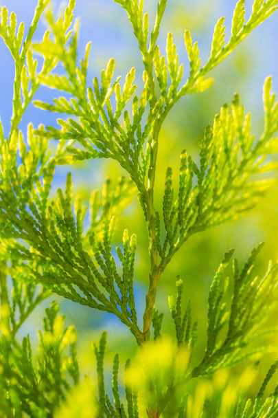 Light green Thuja twigs close-up - Foto, immagini