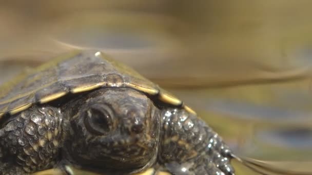 Small amphibian tortoise sits in shallow water - Video