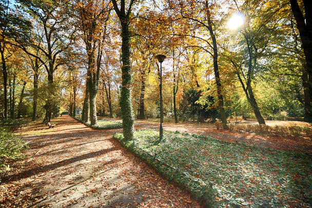 WROCLAW, POLONIA - 18 DE OCTUBRE DE 2019: El Parque Szczytnicki está situado en las inmediaciones de la histórica Pérgola y el Salón del Centenario en Wroclaw, Polonia. Hermosa naturaleza en otoño dorado polaco
. - Foto, imagen