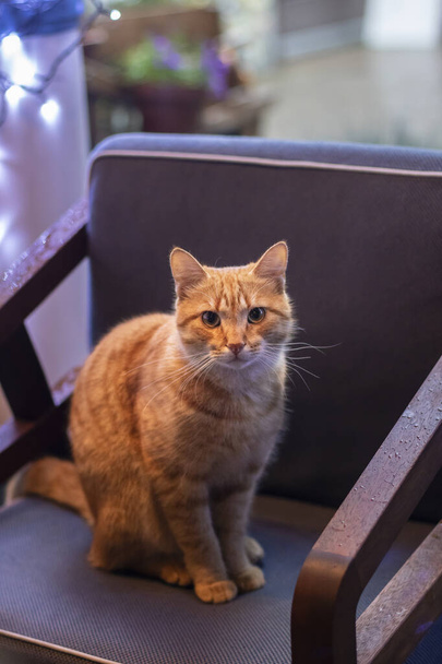 Kafenin içi: Sandalye, ekose. Güzel kırmızı kedi sandalyede oturuyor. - Fotoğraf, Görsel