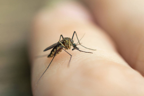 close up mosquito sugando sangue da pele humana
  - Foto, Imagem