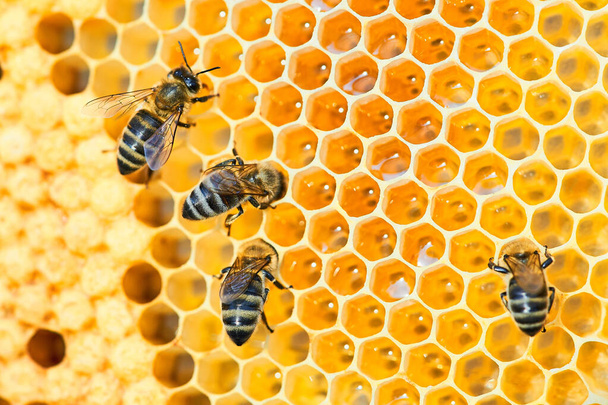Makroaufnahme eines Bienenstocks auf einer Wabe mit Kopierraum. Bienen produzieren frischen, gesunden Honig. - Foto, Bild