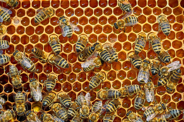 甘い蜂蜜とハニカム上の作業ミツバチのクローズアップビュー。蜂蜜は健康的な農産物を養っている. - 写真・画像