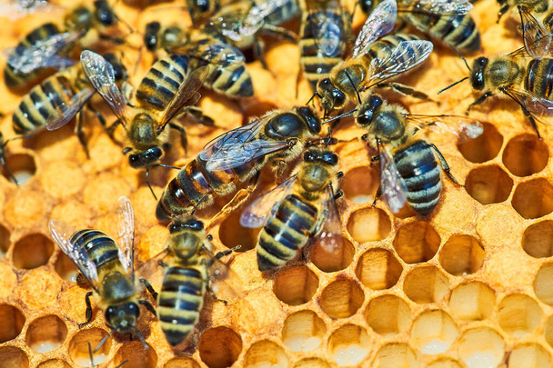 Μακρό φωτογραφία κυψέλης μέλισσας σε κυψέλη με copyspace. Οι μέλισσες παράγουν φρέσκα, υγιεινά, μέλι. Βασίλισσα μέλισσα. Έννοια μελισσοκομίας - Φωτογραφία, εικόνα