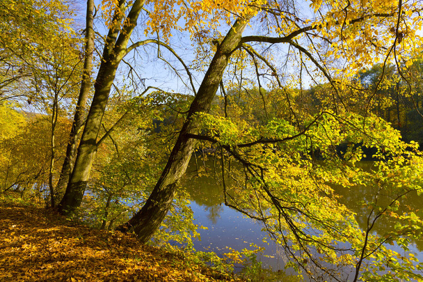 farbenfrohe Herbstnatur mit alten großen Bäumen über den Fluss Sazava in Mittelböhmen, Tschechische Republik - Foto, Bild