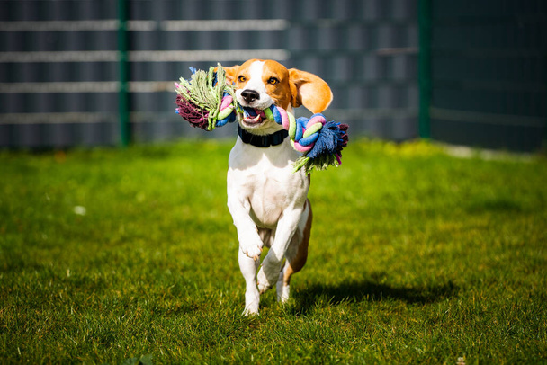 Beagle-Hund springt und rennt wie verrückt mit Spielzeug im Freien in Richtung Kamera - Foto, Bild