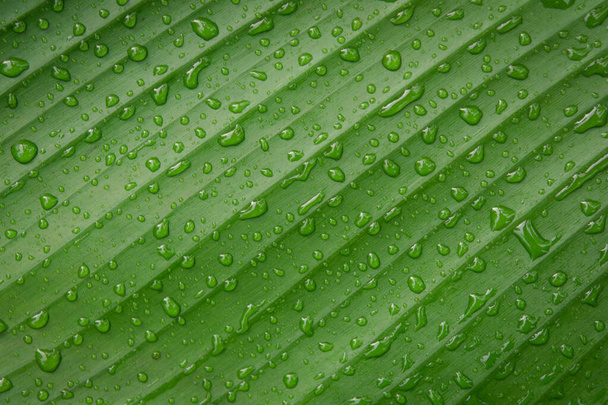 Water druppels op bananenblad backgroun - Foto, afbeelding