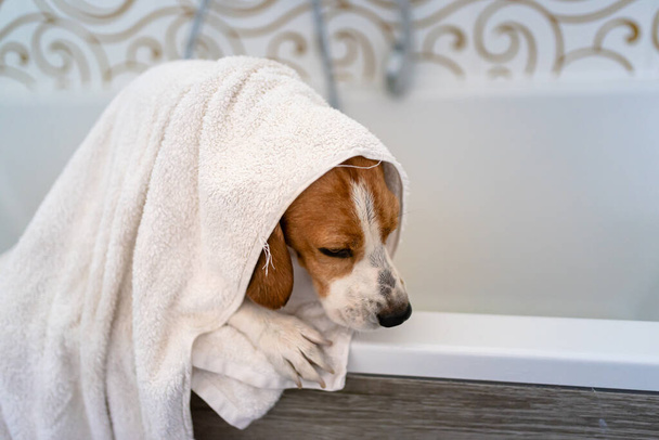 シャワーを浴槽で緊張したビーグル犬。犬は水風呂のコンセプトが好きではない. - 写真・画像
