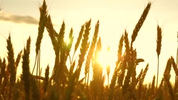 field of ripening wheat against the blue sky. Spikelets of wheat with grain shakes the wind. grain harvest ripens in summer. agricultural business concept. environmentally friendly wheat - Footage, Video